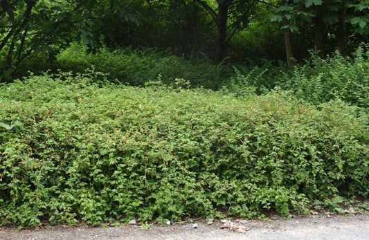 Stephanandra incisa 'Crispa' - Niedrige Kranzspiere