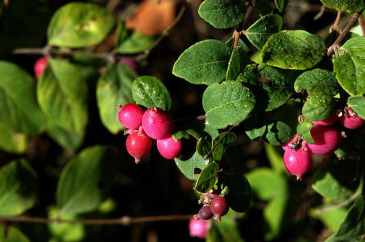 Symphoricarpos chenaultii 'Hancock' - Niedrige Purpurbeere