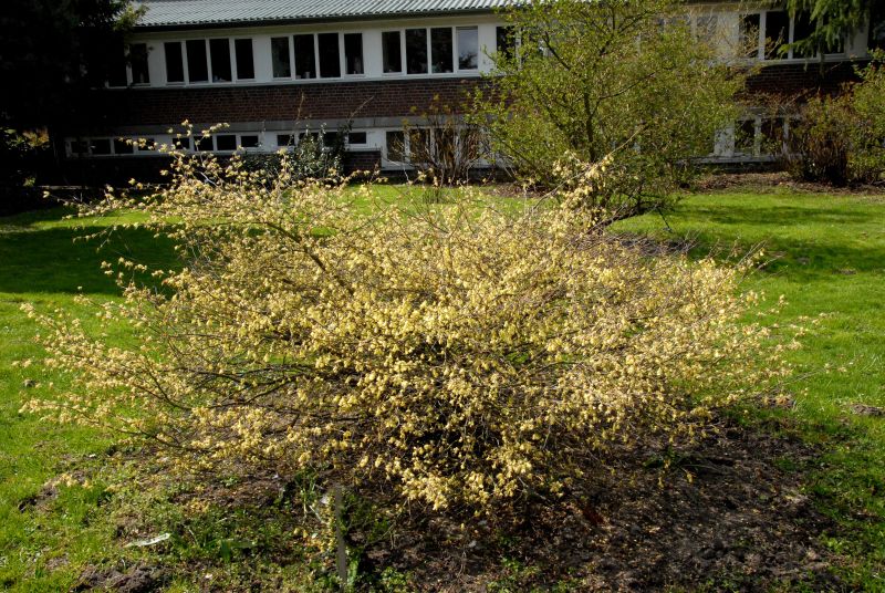 Corylopsis pauciflora - Niedrige Scheinhasel