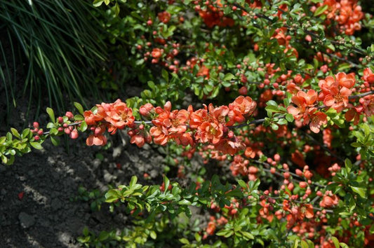 Chaenomeles japonica 'Sargentii' - Niedrige Scheinquitte 'Sargentii'