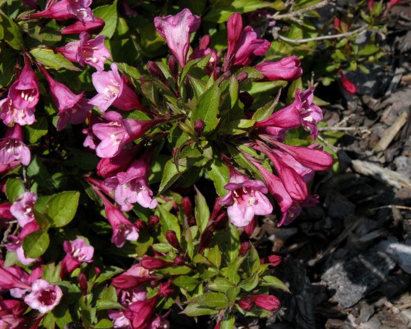 Weigela 'Minuet' - Niedrige Weigelie