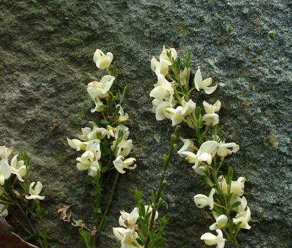 Cytisus kewensis - Niedriger Elfenbeinginster