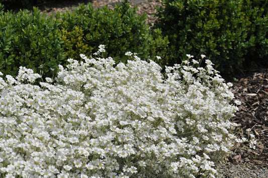 Cerastium tomentosum var.columnae - Niedriges Hornkraut