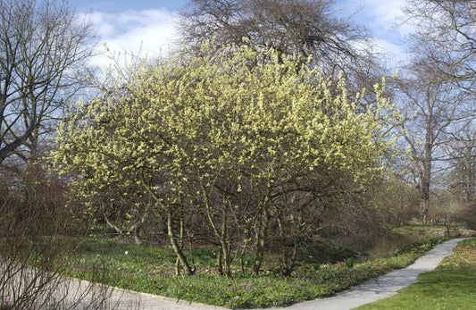 Salix aurita - Ohrweide