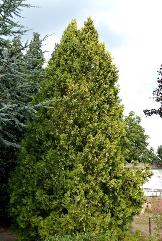 Thuja orientalis - Orient.Lebensbaum