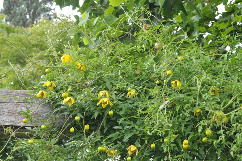 Clematis orientalis 'Bill MacKenzie' - Orient.Waldrebe 'Bill MacKenzie'