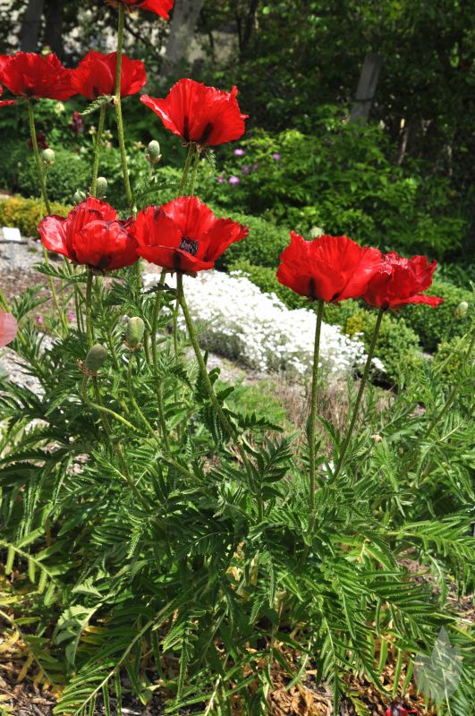 Papaver orientale 'Beauty of Livermere' - Orientalischer Garten-Mohn Beauty of Livermere