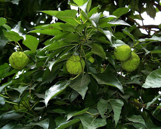 Maclura pomifera - Osagedorn / Milchorangenbaum