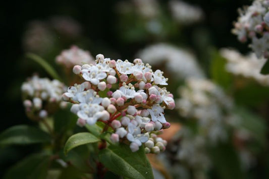 Viburnum burkwoodii - Osterschneeball