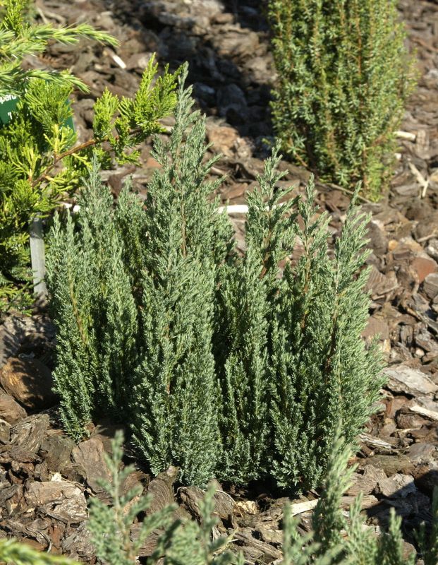 Juniperus horizontalis 'Grey Pearl' - Perlmuttwacholder