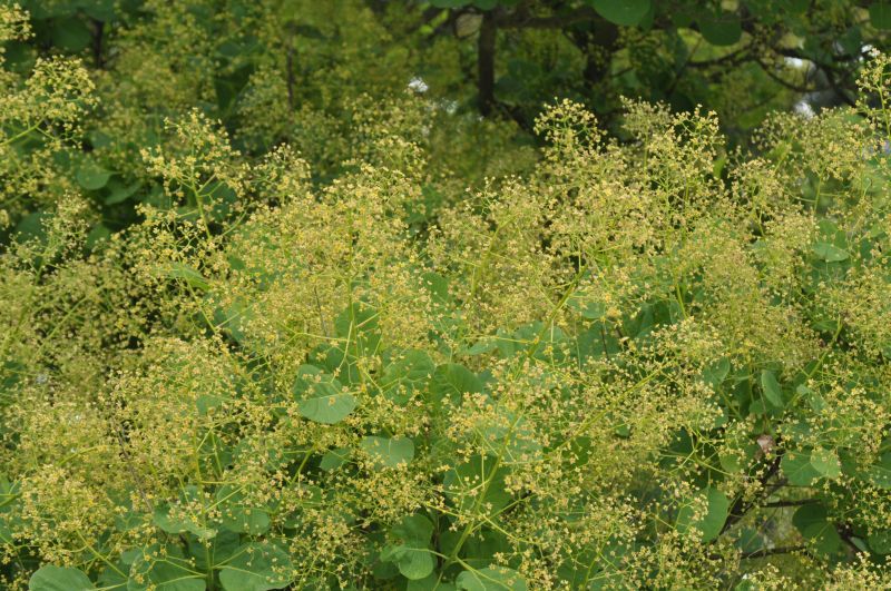 Cotinus coggygria - Perückenstrauch