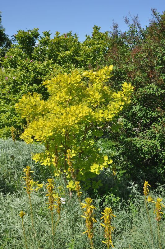 Cotinus coggygria 'Golden Spirit' ® - Perückenstrauch 'Golden Spirit' ®