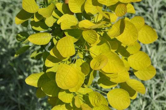 Cotinus coggygria 'Young Lady' -S- - Perückenstrauch 'Young Lady' -S-