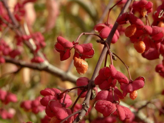 Euonymus europaeus 'Red Cascade' - Pfaffenhütchen 'Red Cascade'