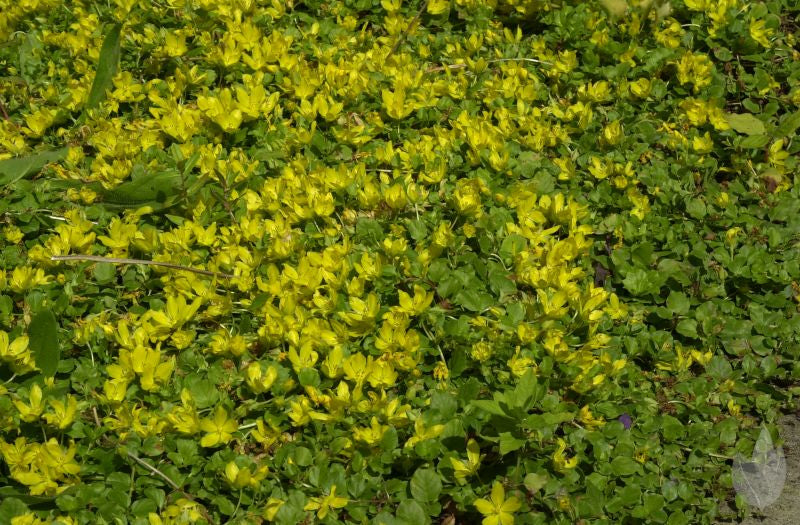 Lysimachia nummularia - Pfennigkraut