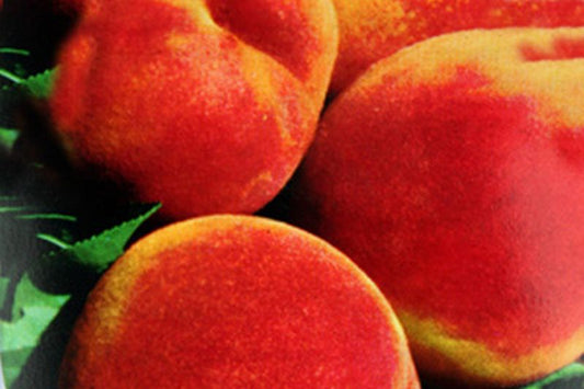 Prunus persica 'Rekord von Alfter' CAC - Pfirsich 'Rekord von Alfter'