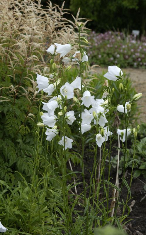 Campanula persicifolia 'Grandiflora Alba' - Pfirsichblättrige Garten-Glockenblume Albav