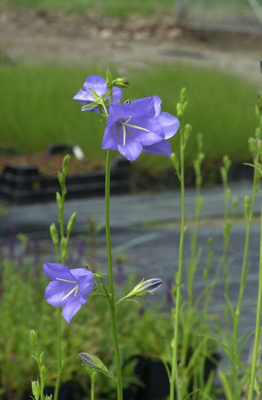 Campanula persicifolia 'Grandiflora Coerulea' - Pfirsichblättrige Garten-Glockenblume Coerulea
