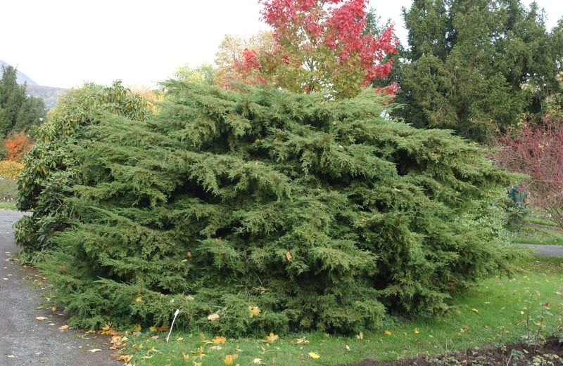 Juniperus media 'Pfitzeriana' - Pfitzerwacholder