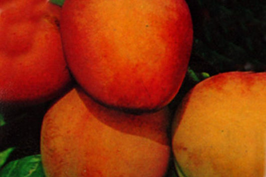 Prunus domestica 'Königin Viktoria' CAC - Pflaume 'Königin Viktoria' mittelspät