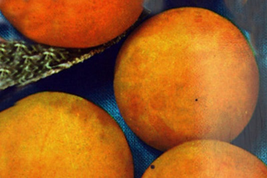 Prunus domestica 'Ontario' CAC - Pflaume 'Ontario' früh