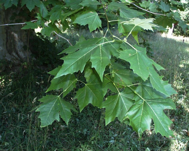 Platanus hispanica - Platane