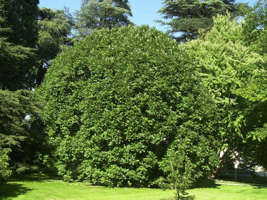 Quercus pontica - Pontische Eiche