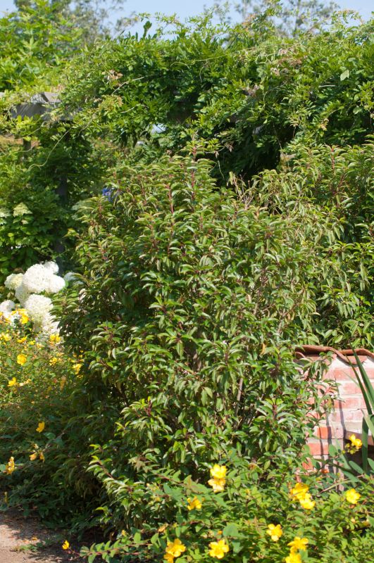 Prunus lusitanica 'Angustifolia' - Portug.Lorbeerkirsche 'Angustifolia'