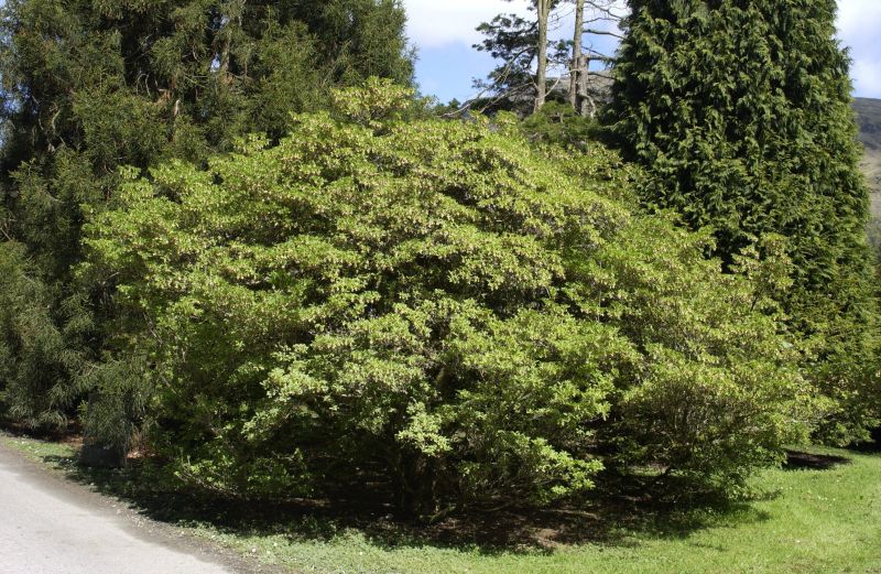 Enkianthus campanulatus - Prachtglocke