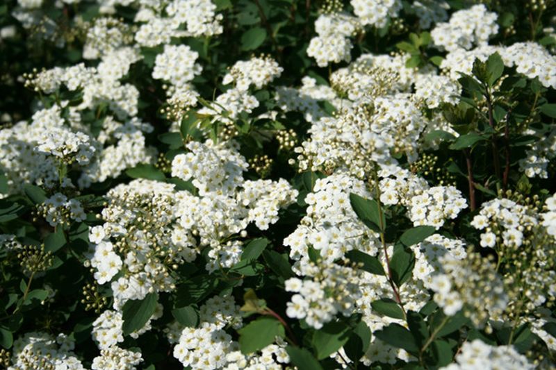 Spiraea vanhouttei - Prachtspiere