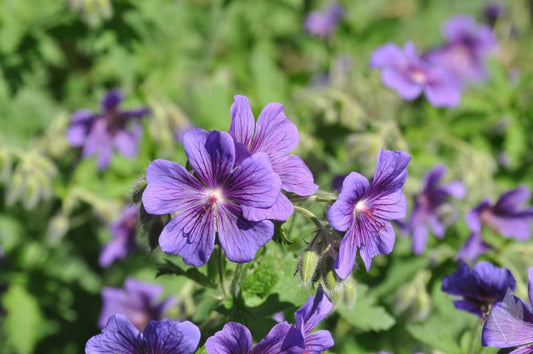 Geranium x magnificum - Prächtiger Storchschnabel