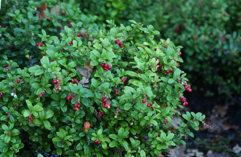 Vaccinium vitis-idaea - Preiselbeere