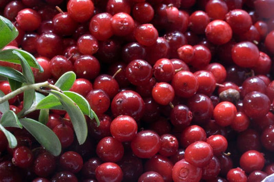 Vaccinium vitis-idaea 'Erntekrone' - Preiselbeere 'Erntekrone'