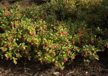 Vaccinium vitis-idaea 'Koralle' - Preiselbeere 'Koralle'