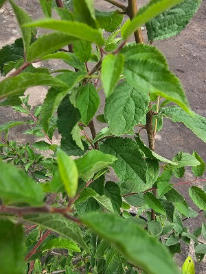 Prunus spinosa CAC - Schlehe / Schwarzdorn