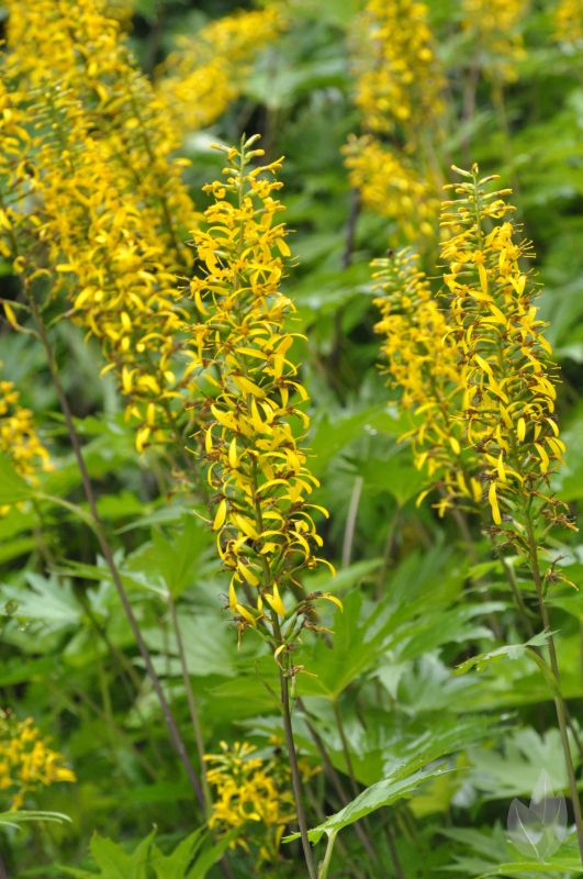 Ligularia przewalskii - Przewalskis Kerzen-Goldkolben
