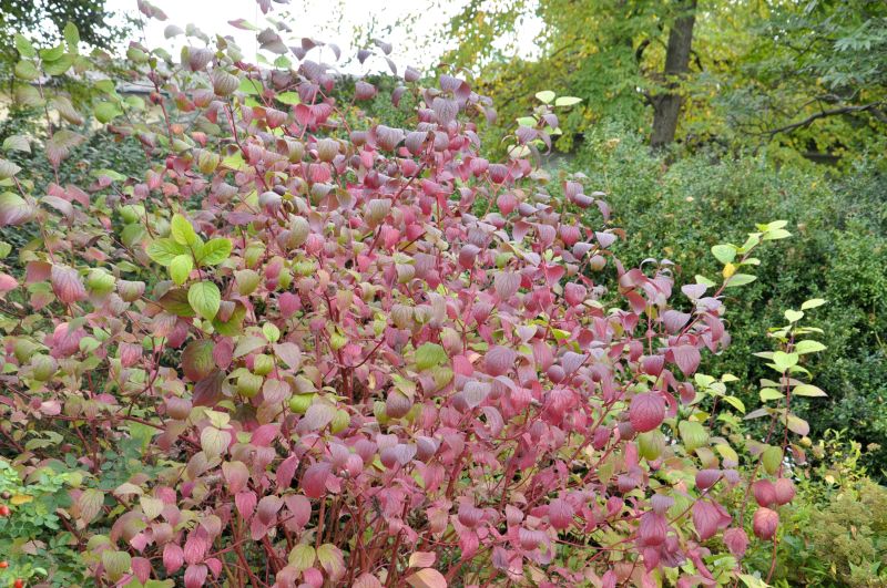 Cornus alba 'Sibirica' - Purpur-Hartriegel