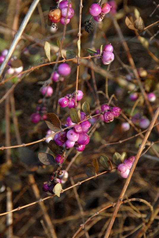 Symphoricarpos chenaultii - Purpurbeere