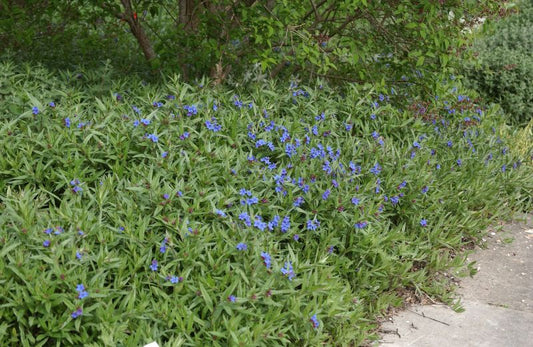 Buglossoides purpurocaerulea - Purpurblauer Steinsame