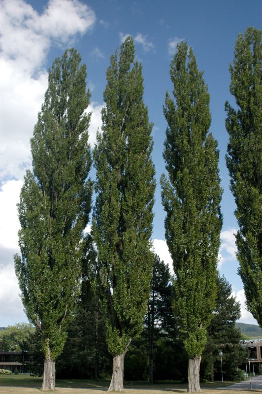 Populus nigra 'Italica' - Pyramidenpappel