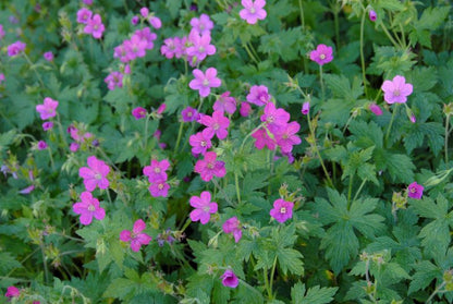 Geranium endressii - Pyrenäen-Storchschnabel