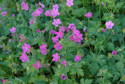 Geranium endressii - Pyrenäen-Storchschnabel