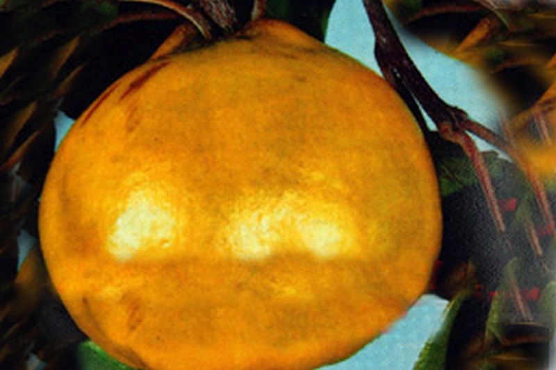 Cydonia 'Konstantinopeler Apfelquitte' CAC - Quitte 'Konstantinopeler Apfelquitte'