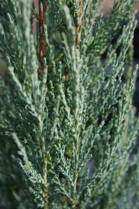 Juniperus scopulorum 'Skyrocket' - Raketen-Wacholder