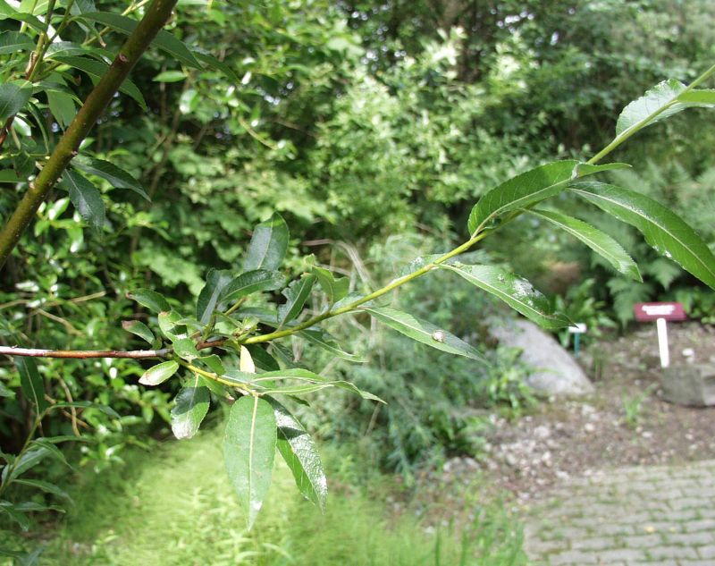 Salix daphnoides - Reifweide