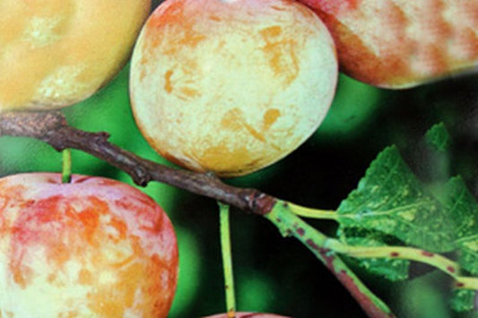 Prunus italica 'Graf Althans Reneklode.' CAC - Reneklode 'Graf Althans Reneklode' mittel