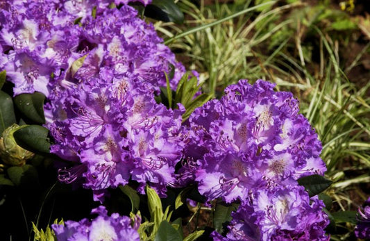 Rhododendron Hybr.'Alfred' - Rhododendron-Hybride 'Alfred'
