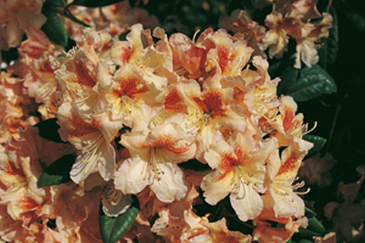 Rhododendron Hybride 'Bernstein' - Rhododendron-Hybride 'Bernstein'
