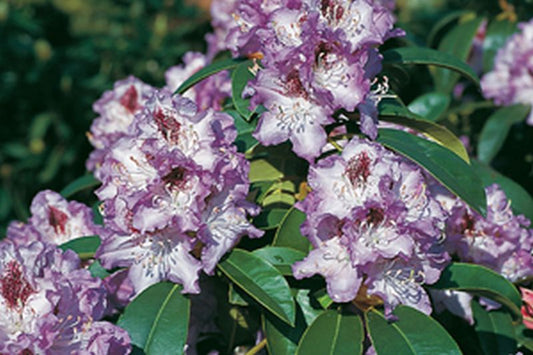 Rhododendron Hybride 'Blue Peter' - Rhododendron-Hybride 'Blue Peter'