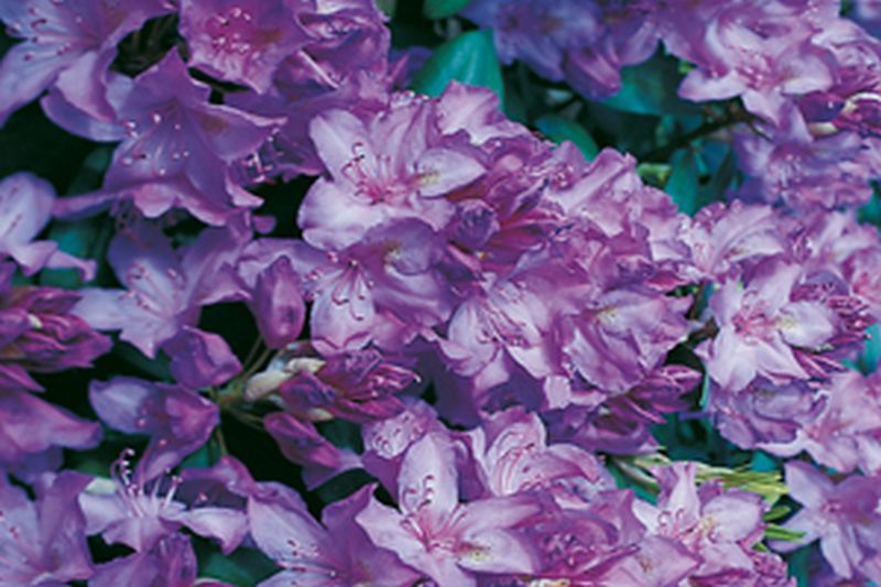 Rhododendron Hybride 'Catawbiense Boursault' - Rhododendron-Hybride 'Catawbiense Boursault'